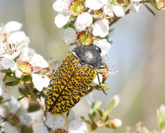 Stigmodera macularia
