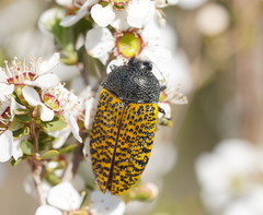 Stigmodera macularia