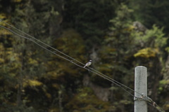 Motacilla alba alboides
