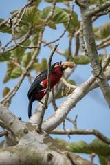 Lybius bidentatus