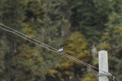 Motacilla alba alboides