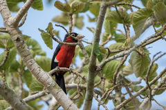 Lybius bidentatus