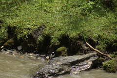 Motacilla alba alboides