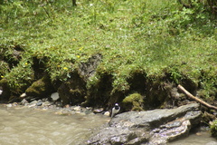 Motacilla alba alboides