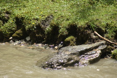 Motacilla alba alboides