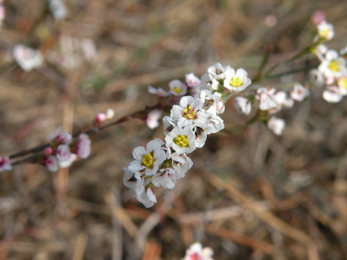 Polygonum arenarium
