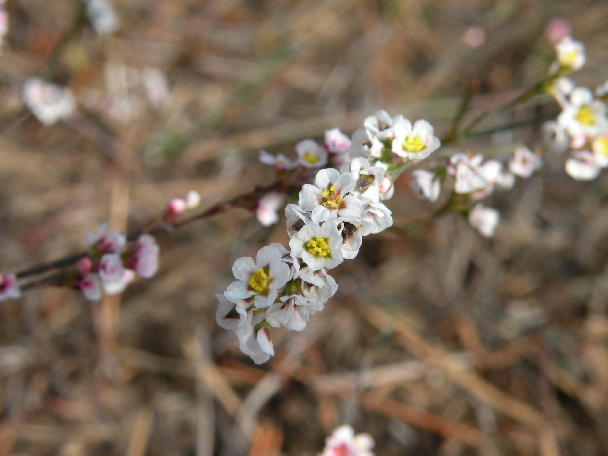 Polygonum arenarium