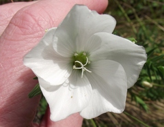 Linum monogynum monogynum