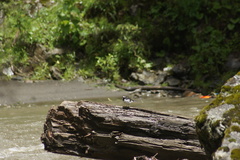 Motacilla alba alboides