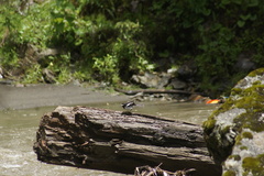 Motacilla alba alboides