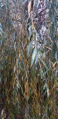 Salix