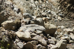 Motacilla alba alboides