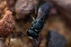 Masarinae