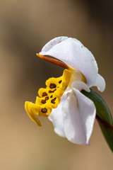 Disa flexuosa