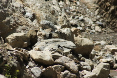 Motacilla alba alboides