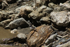 Motacilla alba alboides