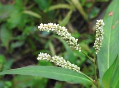 Persicaria barbata