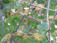 Euonymus oxyphyllus oxyphyllus