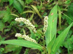 Persicaria barbata