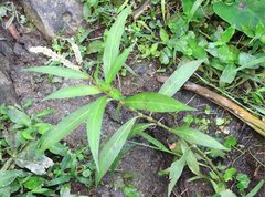 Persicaria barbata