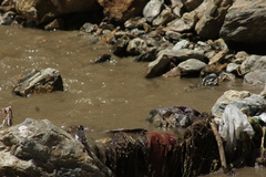 Motacilla alba alboides