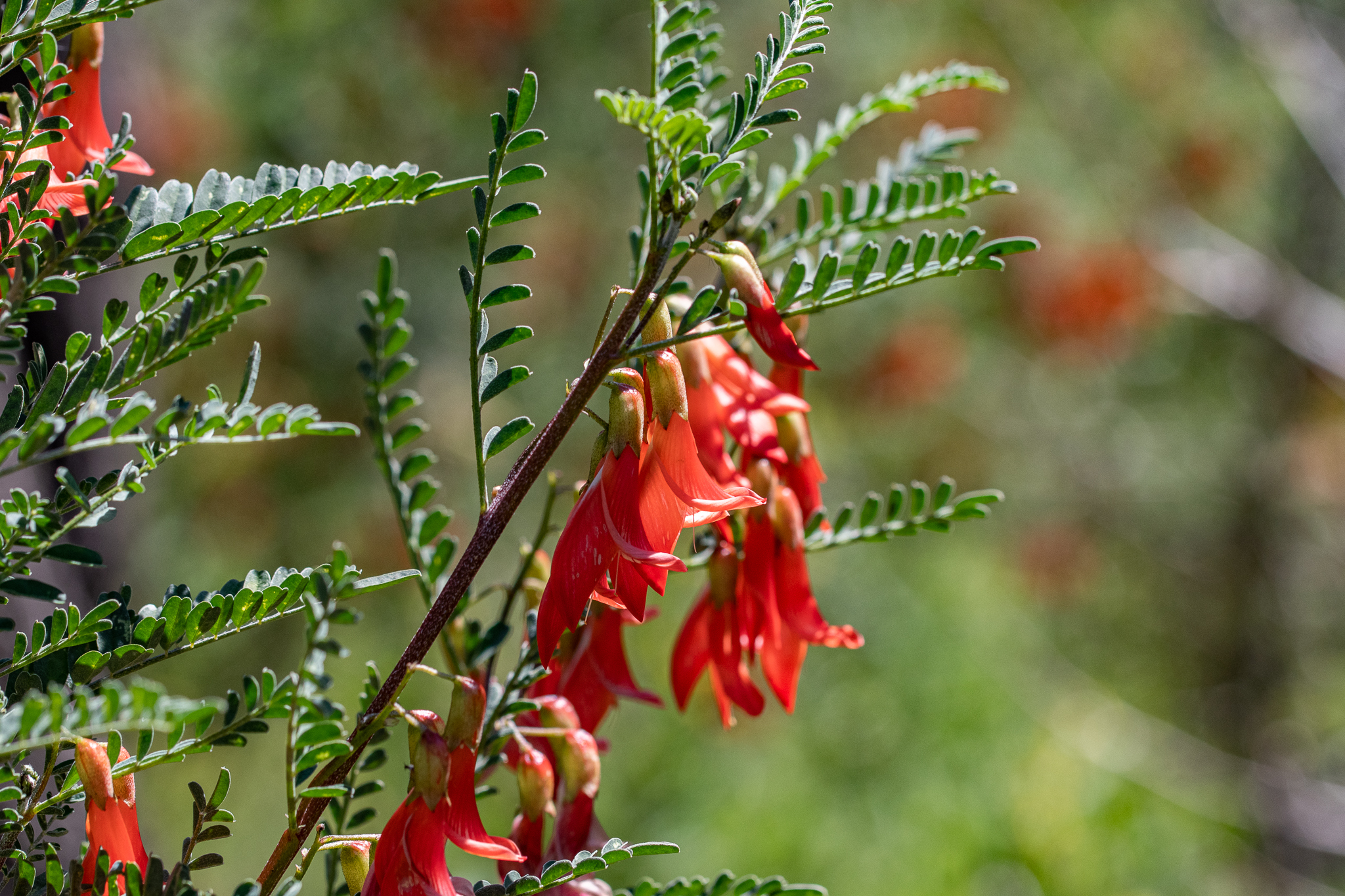 Lessertia frutescens
