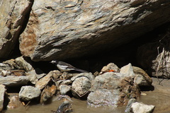 Motacilla alba alboides