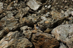 Motacilla alba alboides