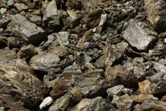 Motacilla alba alboides