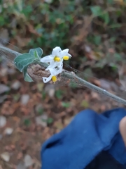 Solanum chenopodioides