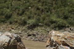 Motacilla alba alboides