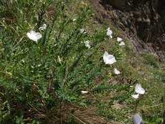 Linum monogynum monogynum