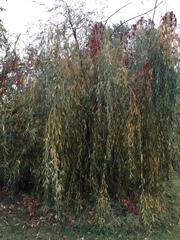 Salix