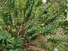 Linum monogynum monogynum
