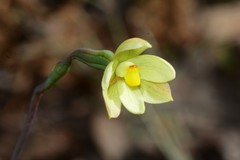 Thelymitra flexuosa