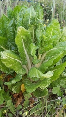 Beta vulgaris vulgaris