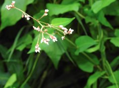 Persicaria muricata