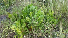 Beta vulgaris vulgaris
