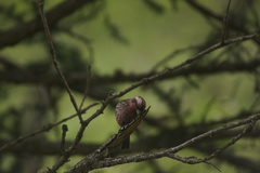 Carpodacus