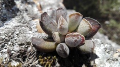 Adromischus cristatus