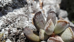 Adromischus cristatus