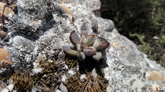 Adromischus cristatus