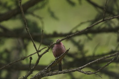 Carpodacus