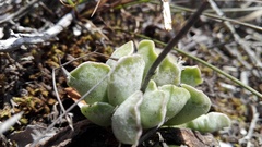Adromischus cristatus