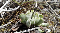 Adromischus cristatus