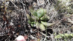 Adromischus cristatus