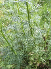 Senecio bipinnatisectus