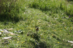 Prunella rubeculoides