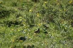 Prunella rubeculoides