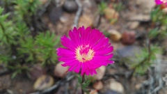 Lampranthus mutans